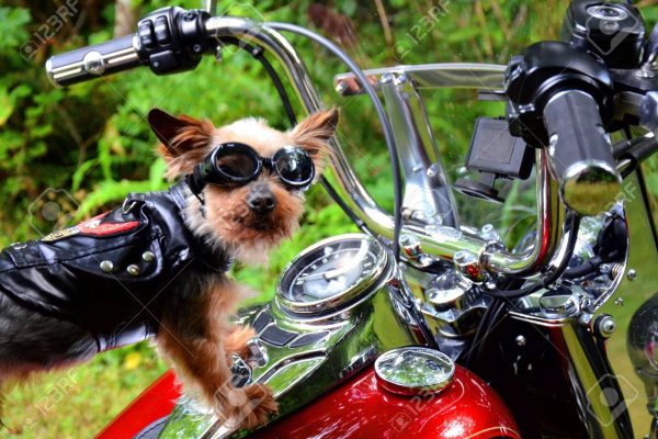 97527103-dog-riding-motorcycle